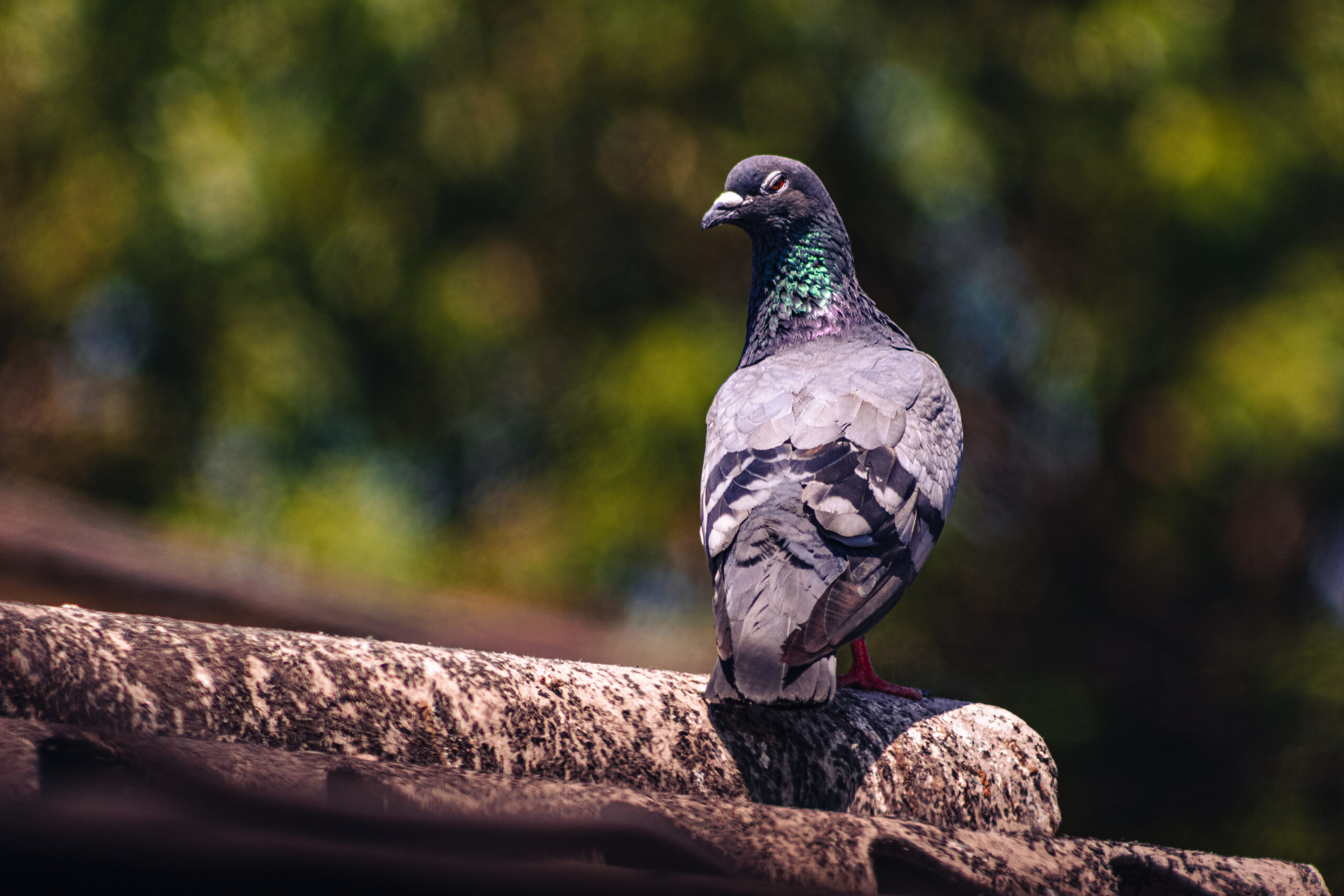 Pigeon 10